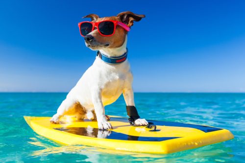 surfingdog